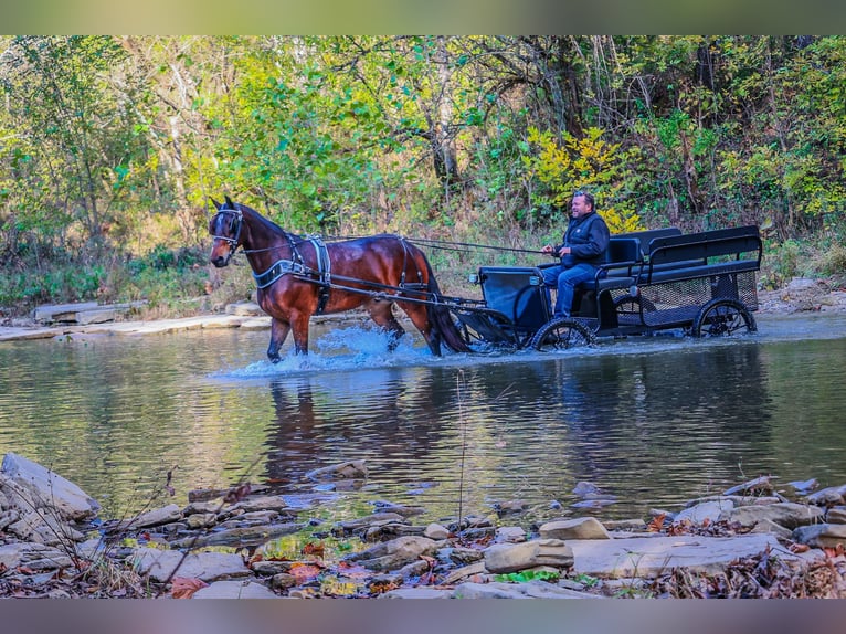 American Morgan Horse Gelding 7 years 16,1 hh in Flemingsburg KY