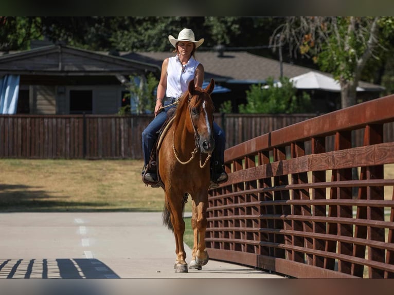 American Morgan Horse Gelding 8 years 15,1 hh Sorrel in Joshua, TX