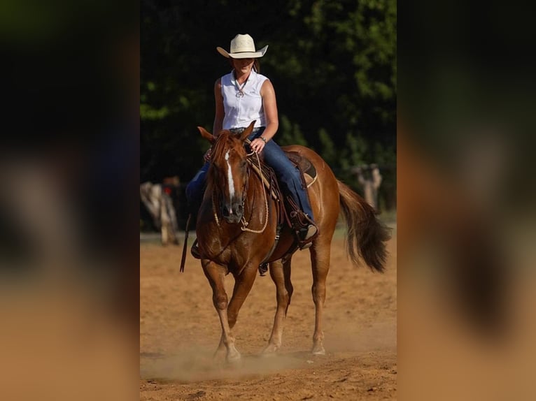 American Morgan Horse Gelding 8 years 15,1 hh Sorrel in Joshua, TX