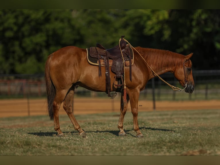 American Morgan Horse Gelding 8 years 15,1 hh Sorrel in Joshua, TX