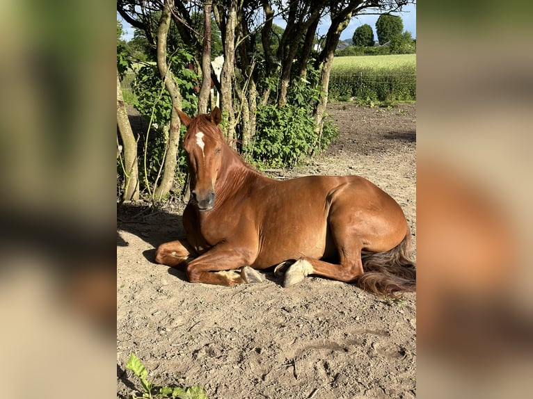 American Morgan Horse Gelding 8 years 15 hh Chestnut-Red in Karby