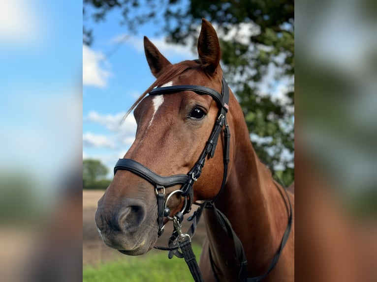 American Morgan Horse Gelding 8 years 15 hh Chestnut-Red in Karby