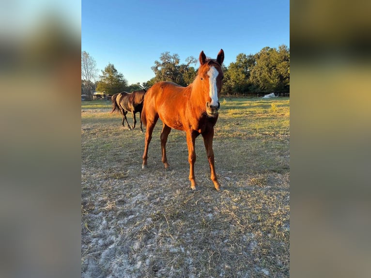 American Morgan Horse Gelding 9 years 14 hh Sorrel in Hastings