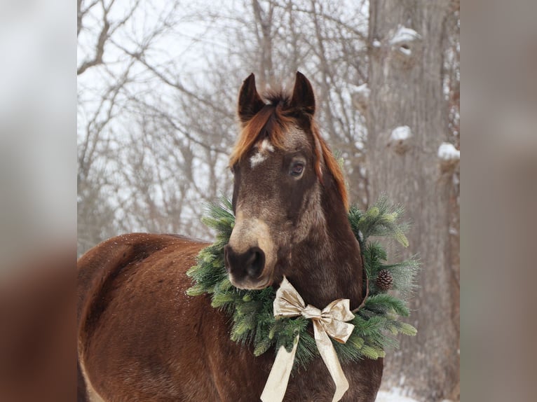 American Morgan Horse Mix Gelding 9 years 14,1 hh Buckskin in Howell