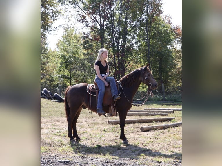American Morgan Horse Mix Gelding 9 years 14,1 hh Buckskin in Howell