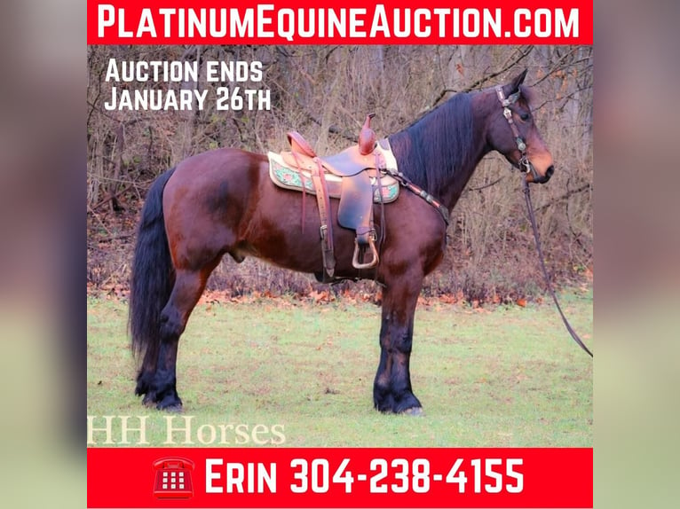 American Morgan Horse Gelding 9 years 15,3 hh Bay in FLEMINGSBURG, KY