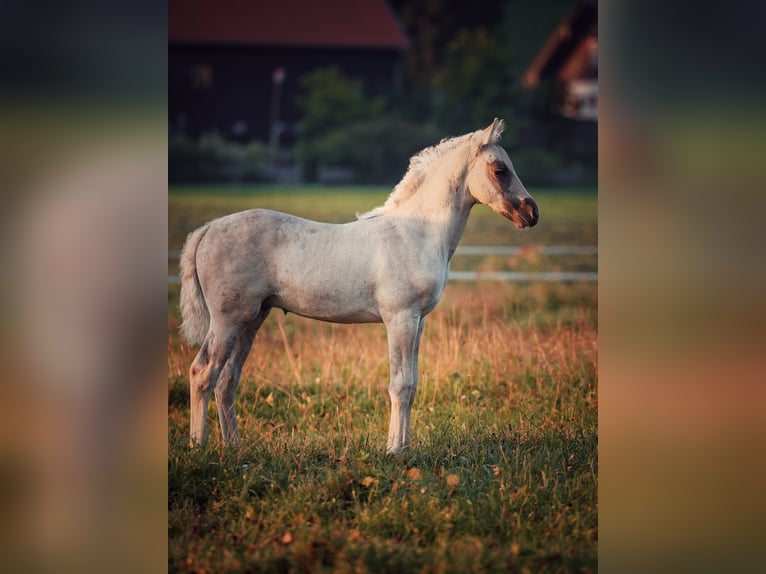 American Morgan Horse Hengst 1 Jahr 150 cm Dunalino in Bad Griesbach im Rottal