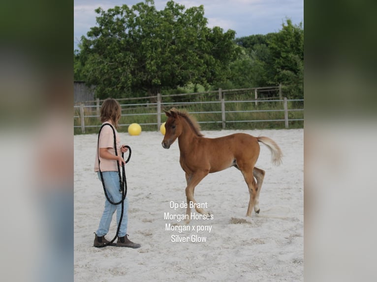 American Morgan Horse Hengst 1 Jahr 154 cm Grullo in Nuth