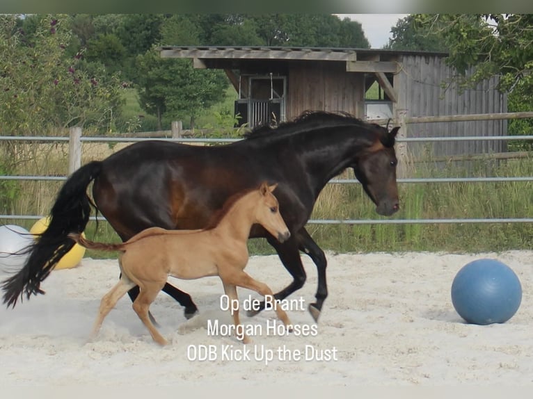 American Morgan Horse Hengst 1 Jahr 154 cm Grullo in Nuth