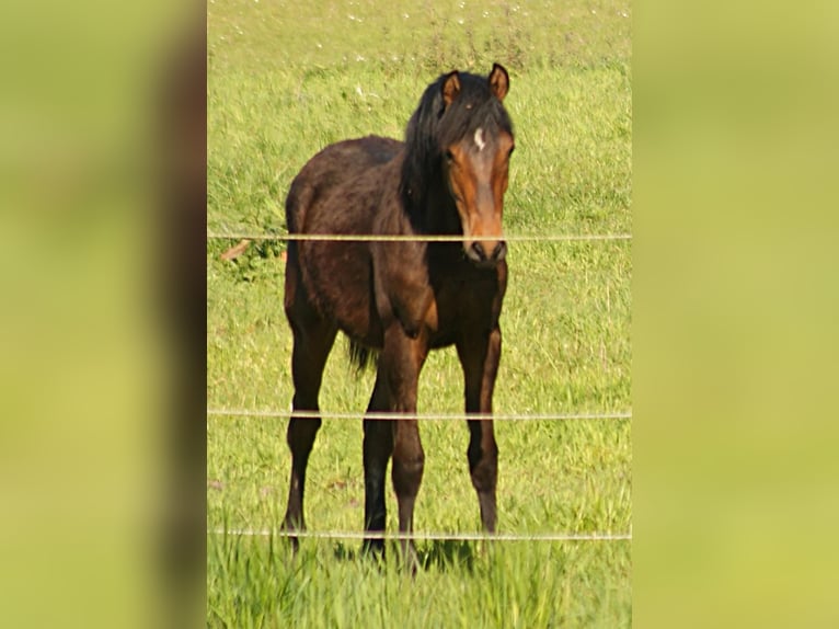 American Morgan Horse Hengst 1 Jahr 155 cm Brauner in Volsemenhusen