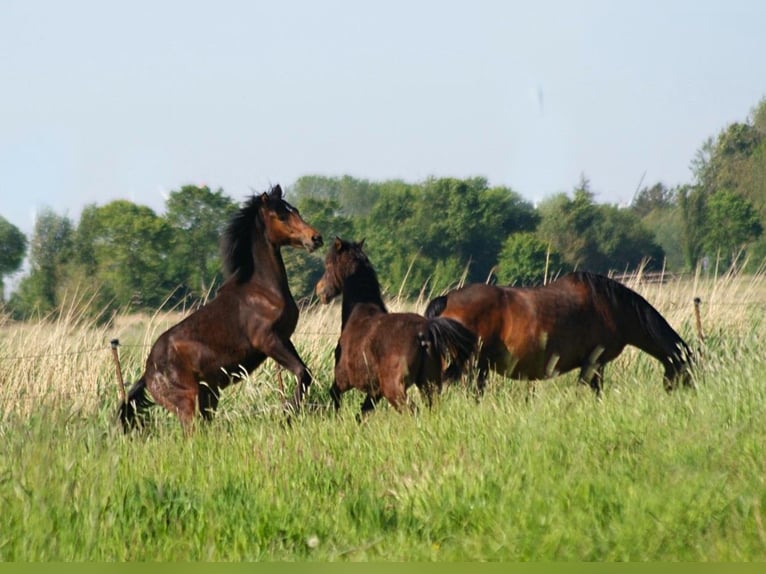 American Morgan Horse Hengst 1 Jahr 155 cm Brauner in Volsemenhusen