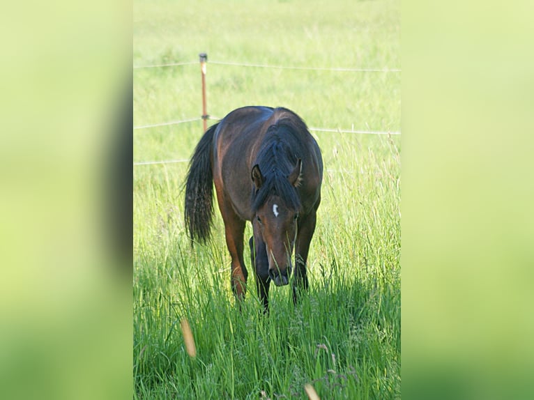 American Morgan Horse Hengst 1 Jahr 155 cm Brauner in Volsemenhusen