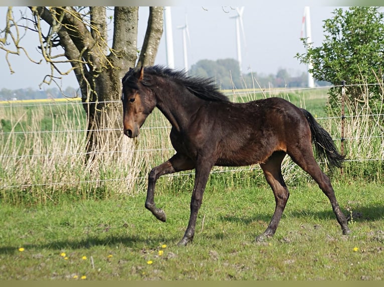 American Morgan Horse Hengst 1 Jahr 155 cm Brauner in Volsemenhusen