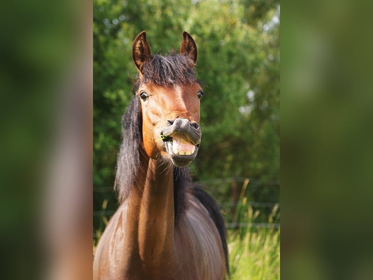 American Morgan Horse Hengst 1 Jahr 155 cm Brauner in Volsemenhusen