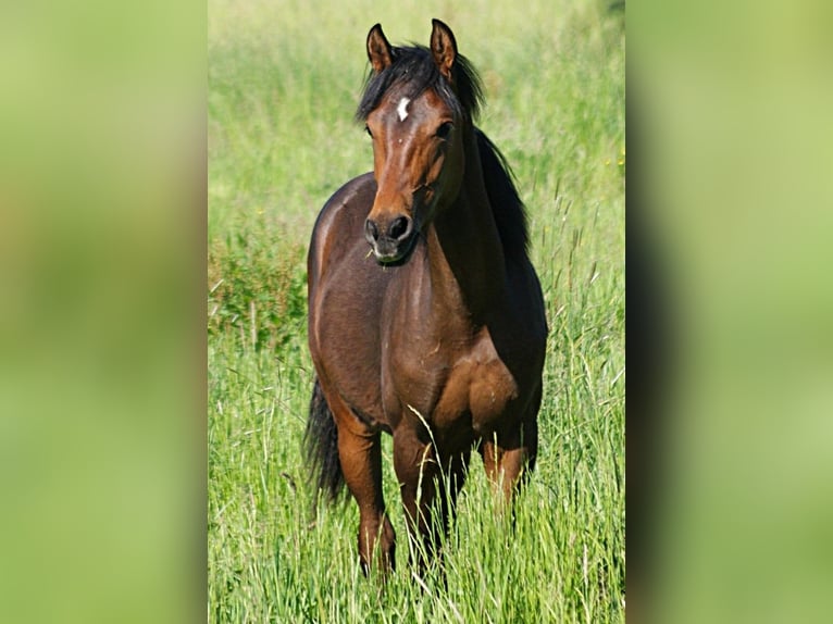 American Morgan Horse Hengst 1 Jahr 155 cm Brauner in Volsemenhusen