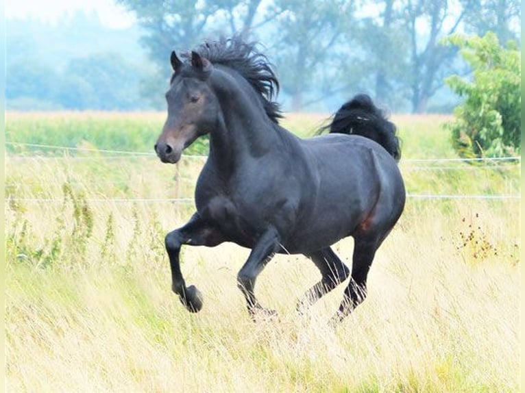 American Morgan Horse Hengst 1 Jahr 155 cm Brauner in Volsemenhusen