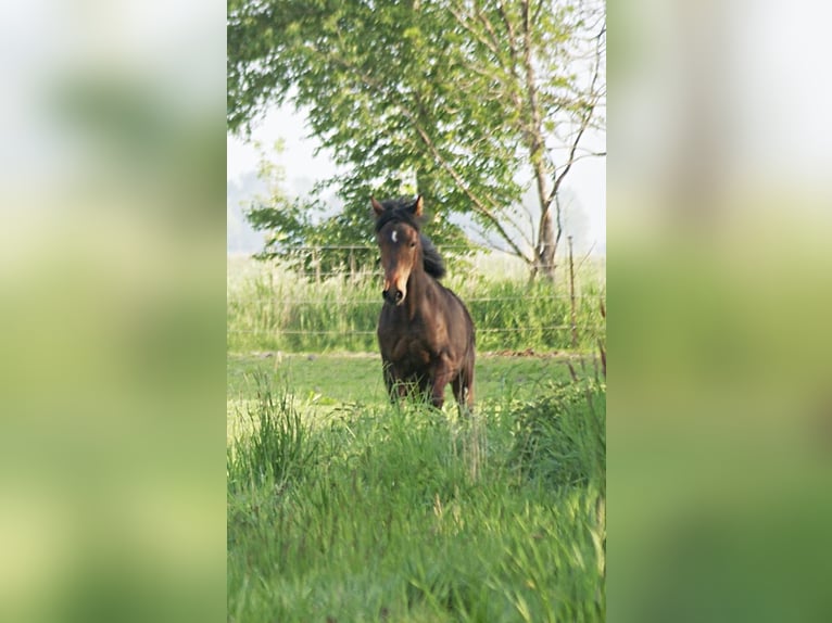 American Morgan Horse Hengst 1 Jahr 155 cm Brauner in Volsemenhusen