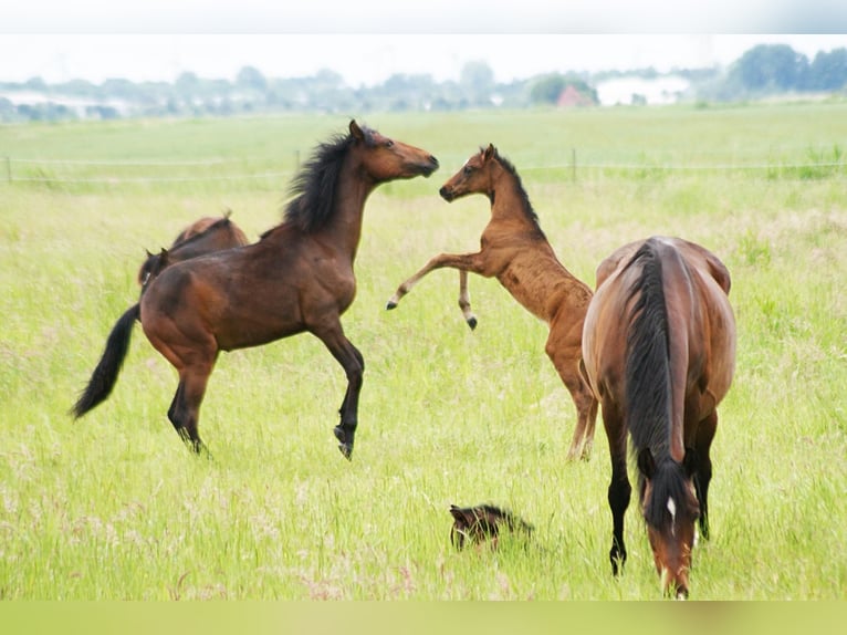 American Morgan Horse Hengst 1 Jahr 155 cm Brauner in Volsemenhusen