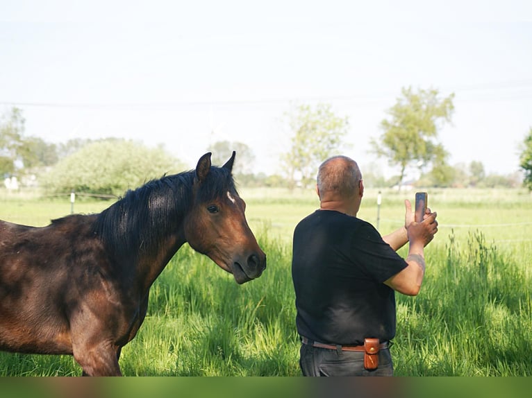 American Morgan Horse Hengst 1 Jahr 155 cm Brauner in Volsemenhusen