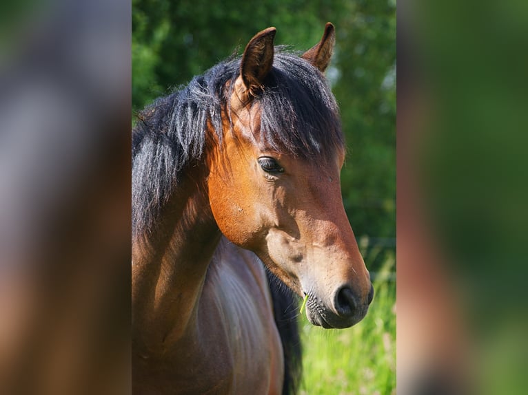 American Morgan Horse Hengst 1 Jahr 155 cm Brauner in Volsemenhusen