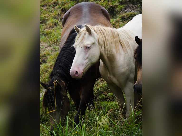 American Morgan Horse Hengst 1 Jahr 156 cm Perlino in Floh-Seligenthal