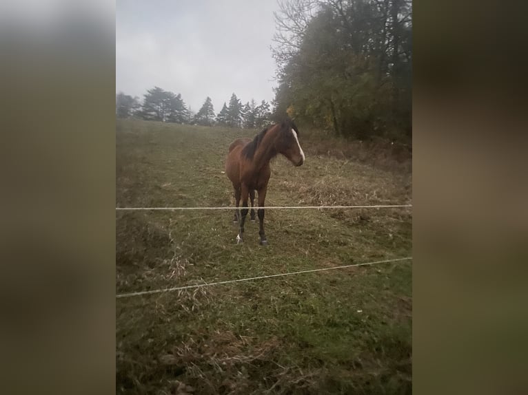 American Morgan Horse Hengst 1 Jahr 160 cm Brauner in Milda