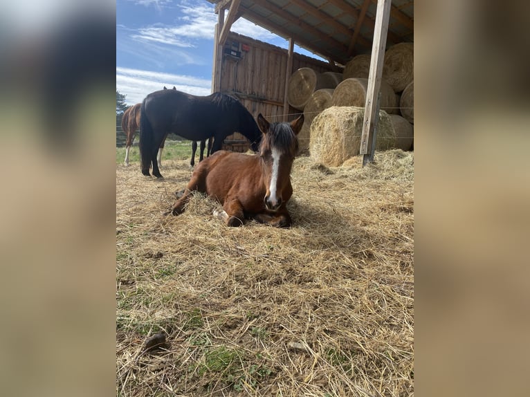 American Morgan Horse Hengst 1 Jahr 160 cm Brauner in Milda