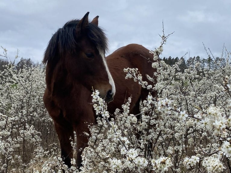 American Morgan Horse Hengst 1 Jahr 160 cm Brauner in Milda