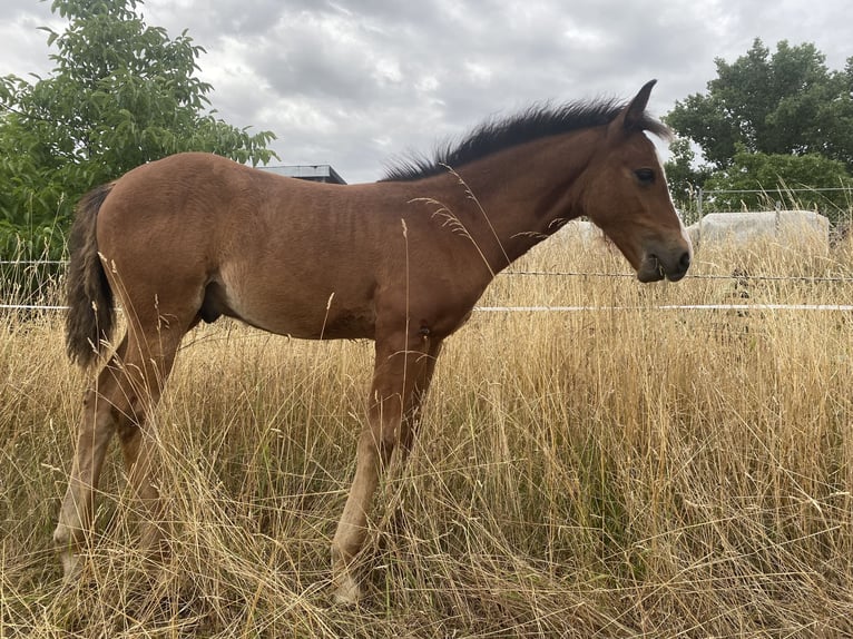 American Morgan Horse Hengst 1 Jahr 160 cm Brauner in Milda