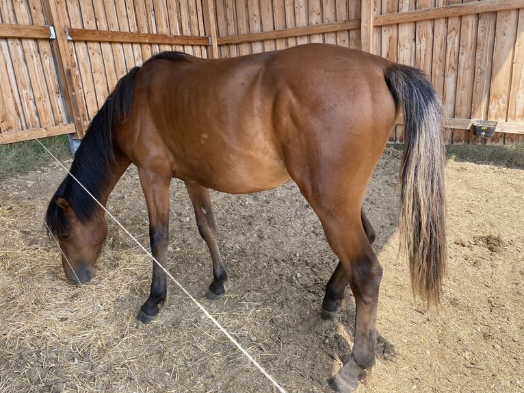 American Morgan Horse Hengst 1 Jahr 160 cm Brauner in Milda