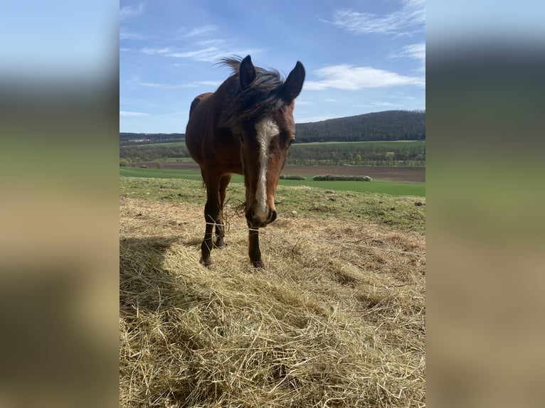 American Morgan Horse Hengst 1 Jahr 160 cm Brauner in Milda