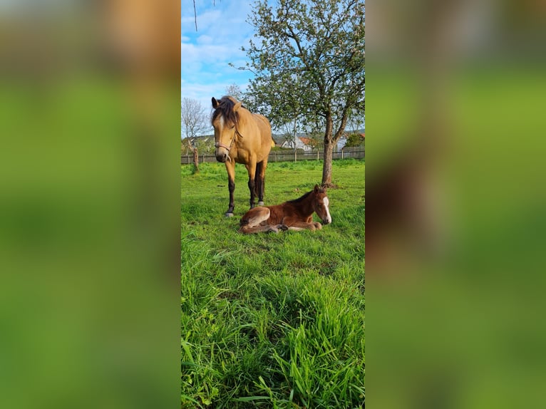 American Morgan Horse Hengst 1 Jahr 160 cm Brauner in Milda