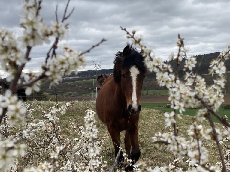 American Morgan Horse Hengst 1 Jahr 160 cm Brauner in Milda