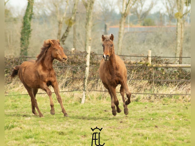 American Morgan Horse Mix Hengst 1 Jahr in Pluvigner