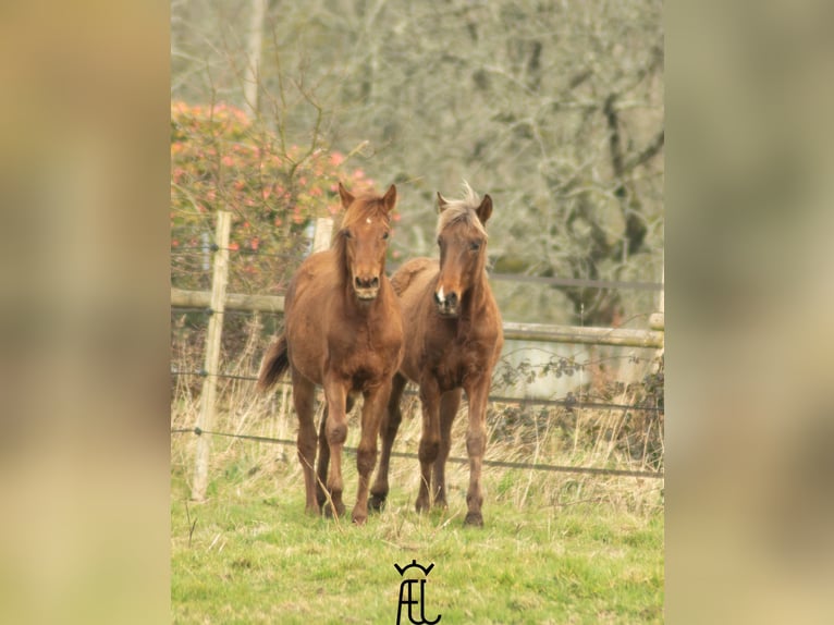 American Morgan Horse Mix Hengst 1 Jahr in Pluvigner