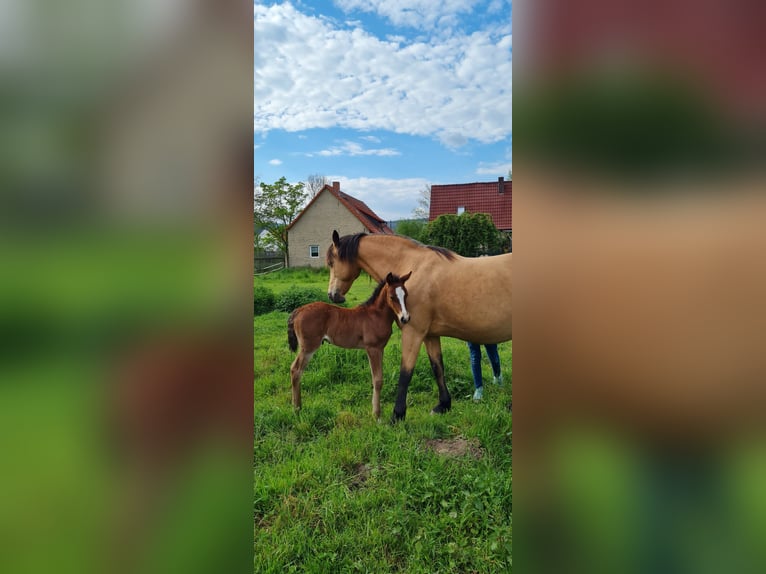 American Morgan Horse Hengst 2 Jahre 160 cm in LöberschützMilda