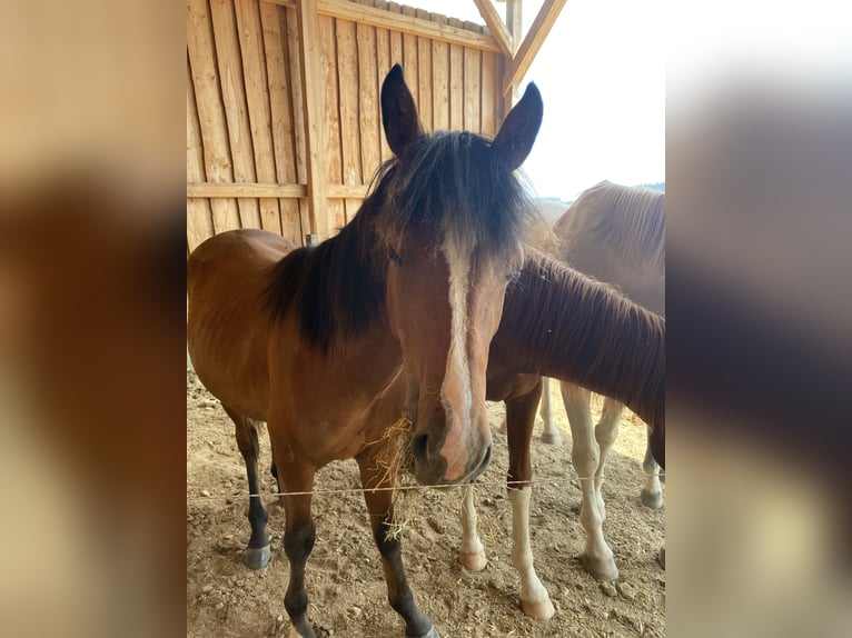 American Morgan Horse Hengst 2 Jahre 160 cm in LöberschützMilda