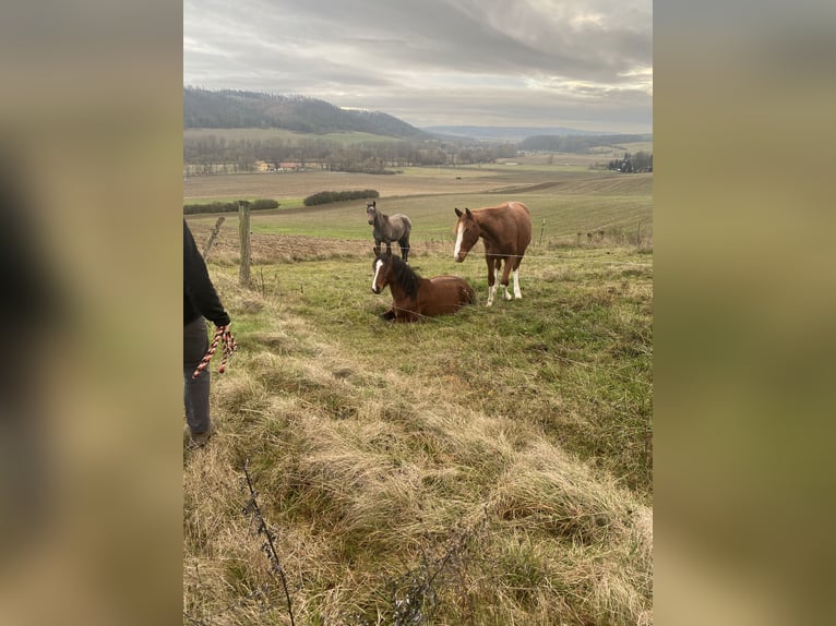 American Morgan Horse Hengst 2 Jahre 160 cm in LöberschützMilda