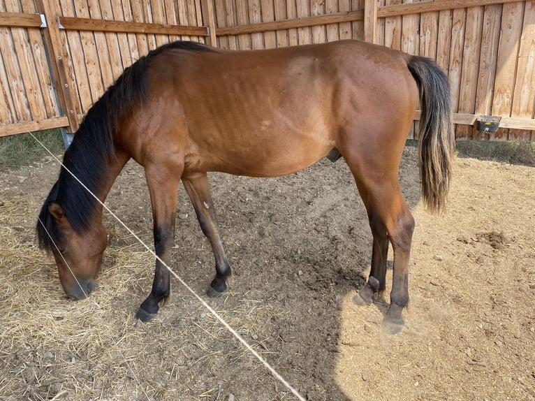 American Morgan Horse Hengst 2 Jahre 160 cm in LöberschützMilda