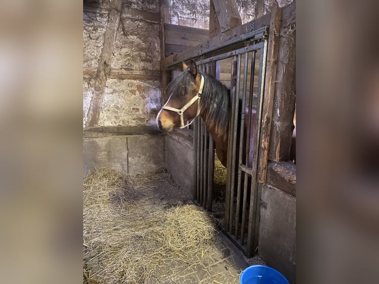 American Morgan Horse Hengst 2 Jahre 160 cm in LöberschützMilda