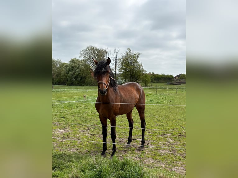 American Morgan Horse Hengst 4 Jahre 156 cm Dunkelbrauner in Velpke