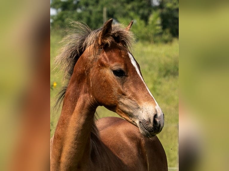 American Morgan Horse Hengst  150 cm Brauner in Silfiac