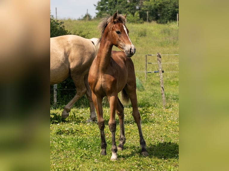 American Morgan Horse Hengst  150 cm Brauner in Silfiac
