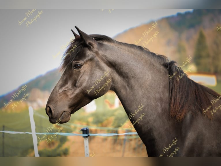American Morgan Horse Hengst  150 cm Dunkelbrauner in Oberstaufen