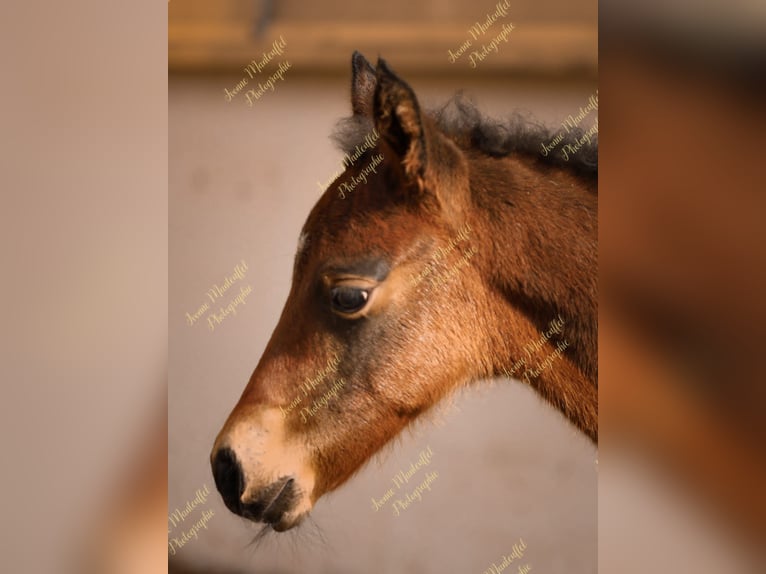 American Morgan Horse Hengst  150 cm Dunkelbrauner in Oberstaufen
