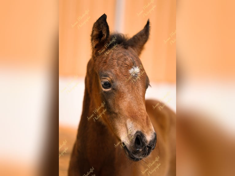 American Morgan Horse Hengst  150 cm Dunkelbrauner in Oberstaufen