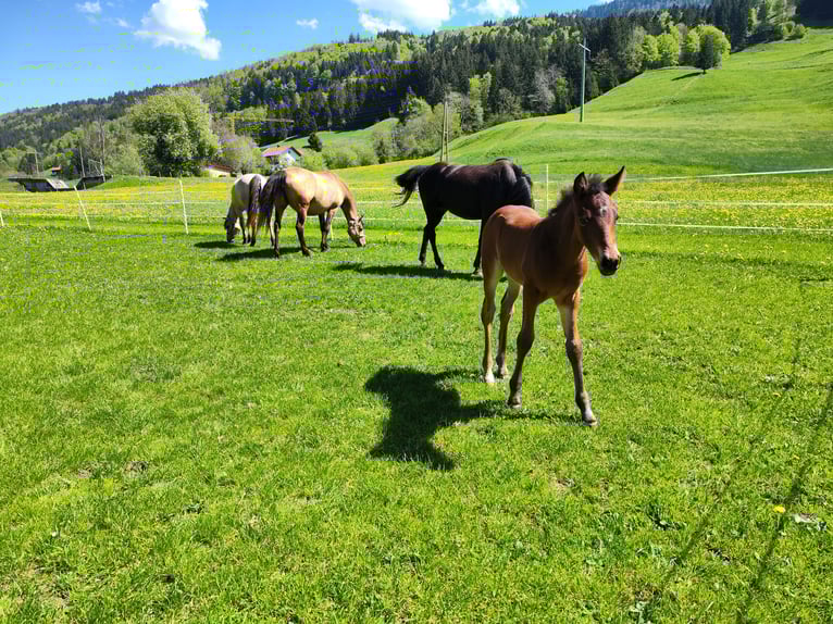 American Morgan Horse Hengst  150 cm Dunkelbrauner in Oberstaufen