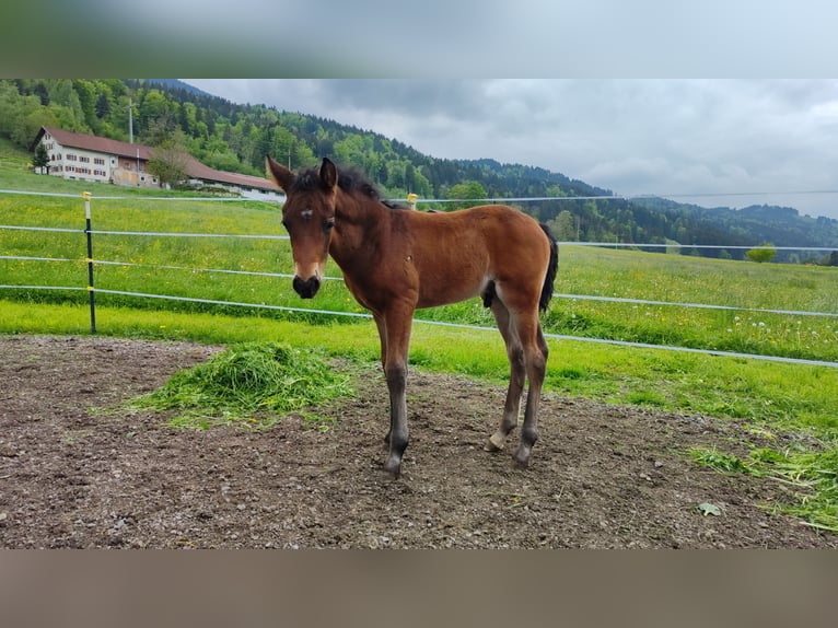 American Morgan Horse Hengst  150 cm Dunkelbrauner in Oberstaufen