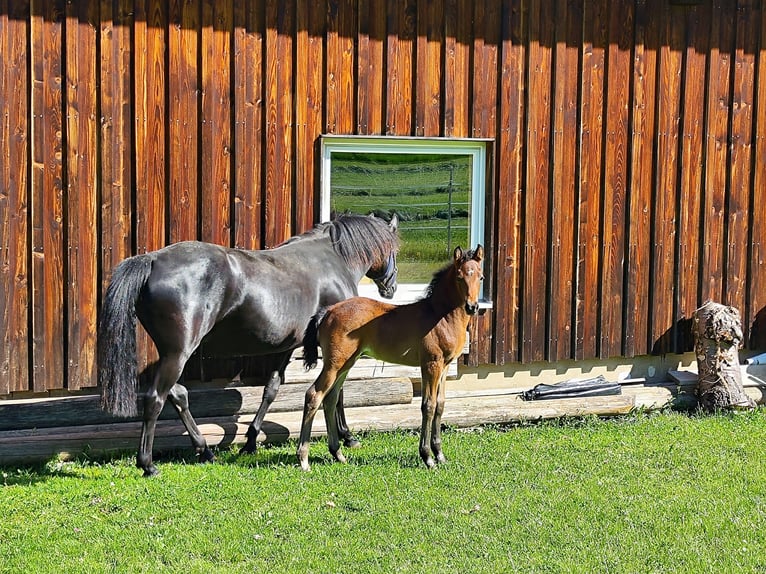 American Morgan Horse Hengst  150 cm Dunkelbrauner in Oberstaufen