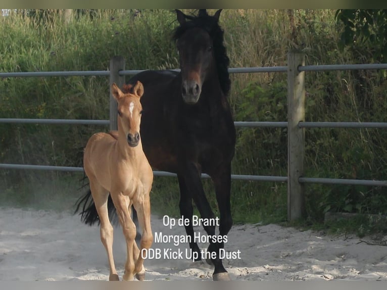 American Morgan Horse Hengst Fohlen (05/2025) 154 cm Grullo in Nuth